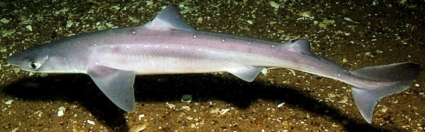 Squalus acanthias_011.jpg